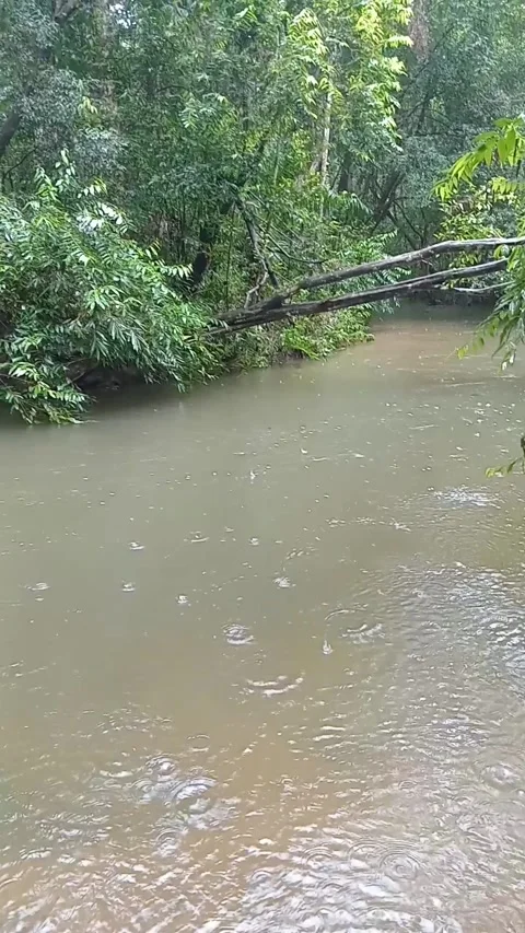 Natural Lake in a Rainforest 스톡 동영상 317449352