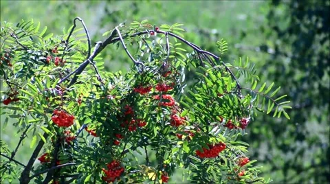Natural Landscape 2015 Stock Footage 53486875