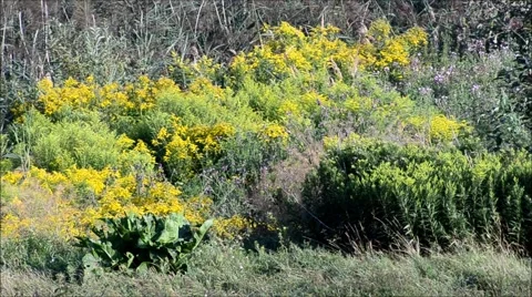 Natural Landscape 2015 Stock Footage 53889174