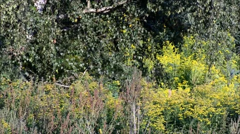 Natural Landscape 2015 Stock Footage 53889201