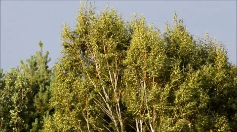 Natural Landscape 2015 Stock Footage 53889207