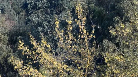 Natural Landscape 2015 Stock Footage 53889234