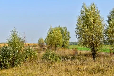 Natural landscape consisting of low trees and green meadows. Stock Photos