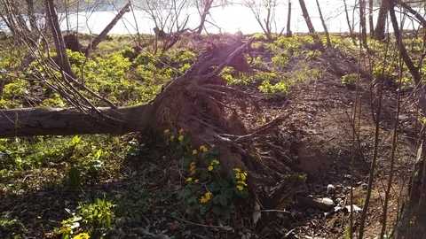 Natural landscape with a fallen tree on the background of the lake. 库存影片 113252039