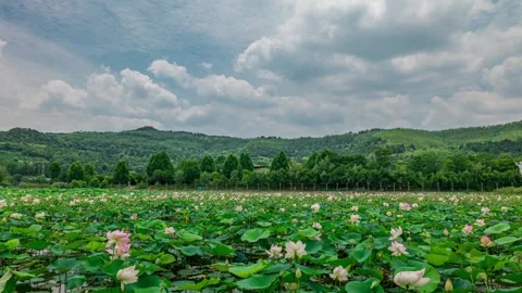 Natural landscape full of fully bloomed lotus flowers Stock Footage 337860587