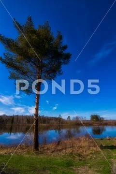 Natural landscape. The grass, the trees on the shore of a lake o Stock Photos