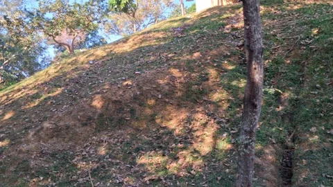 Natural landscape with hillside and tree in sunlight Vídeo Stock 331656042