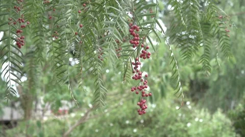 Natural landscape red Stock Footage 128251911