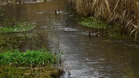 Natural landscape with a small stream or river, on a rainy autumn day. Stock Footage 339913579