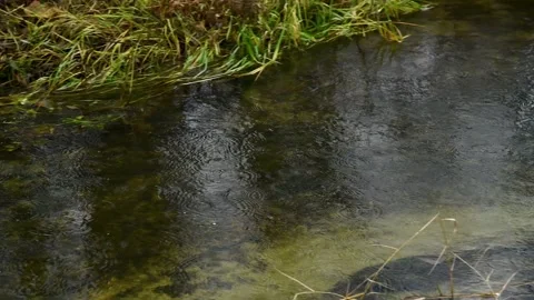 Natural landscape with a small stream or river, on a rainy autumn day. Stock Footage 342389559