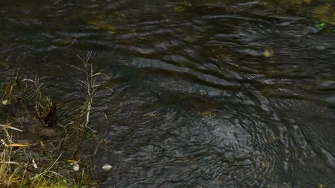 Natural landscape with a small stream or river, on a rainy autumn day. Stock Footage 342389577