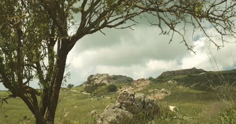 Natural landscape in spring with trees and wildflowers on mountain Stock Footage 132445715