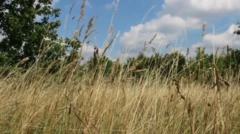 Natural landscape in summer Stock Footage 40297047