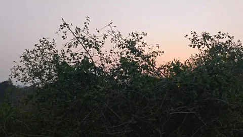 Natural landscape with trees at sunset Stock-Footage 302823712