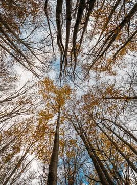 Natural landscape with a view from the bottom to the trunks and tops of autumn Stock Photos