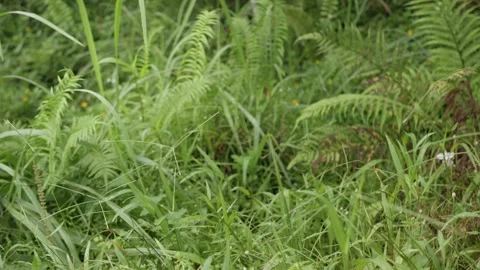 Natural landscape view of rain forest plant with fern leaves in lush rain f.. Stock Footage 250526183