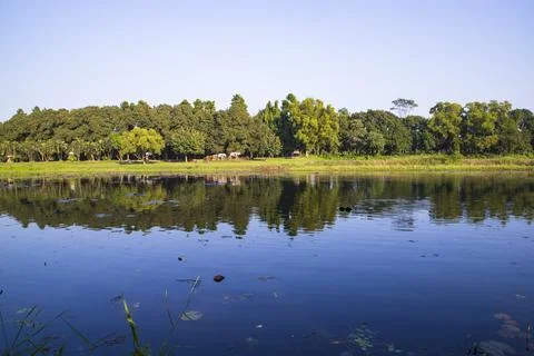 Natural landscape view Reflection of trees in the lake water against blue sky Stock Photos
