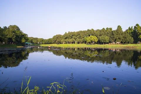 Natural landscape view Reflection of trees in the lake water against blue sky Stock Photos