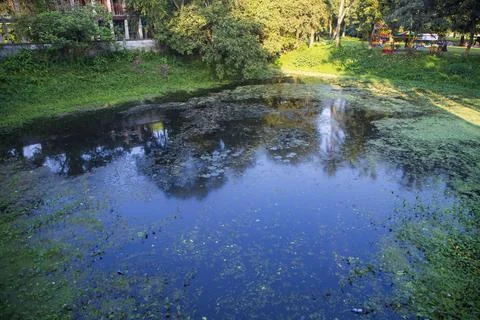 Natural landscape view Reflection of trees in the lake water against blue sky Stock Photos