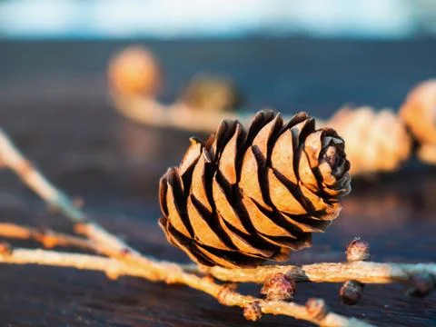 Natural larch cone detail Stock Photos