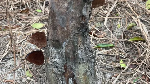 Natural Latex Dripping into a Collection Cup on a Rubber Tree Stock Footage 344831753