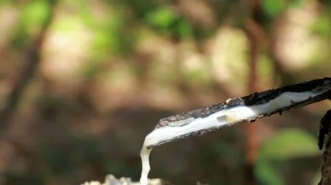 Natural latex dropping in a container at a rubber plantation Stock Footage 51054993