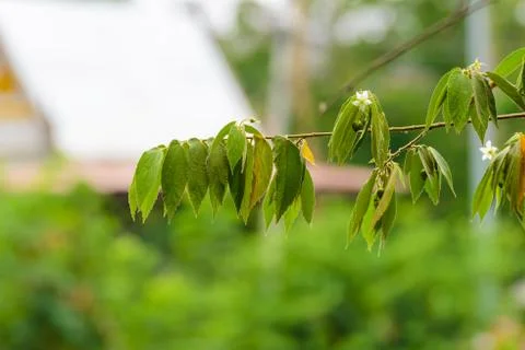 Natural Leaf Background Stock Photos