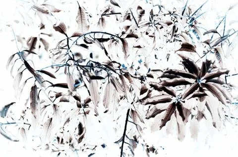 Natural leaf background for text used Foto stock