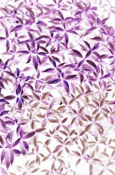 Natural leaf background for text used Stock Photos