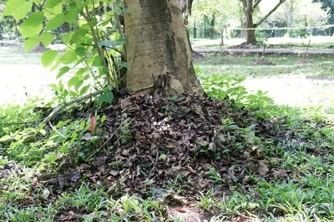 Natural Leaf Litter Under a Tree with Fresh Green Sprouts Stock Photos