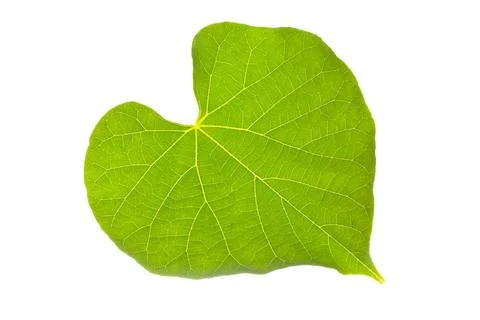 Natural leaf with lovely heart pattern Natural leaf with lovely heart patt... Foto stock