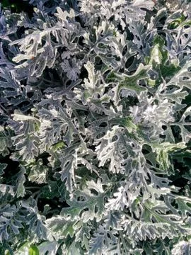 Natural leaf pattern. Stock Photos