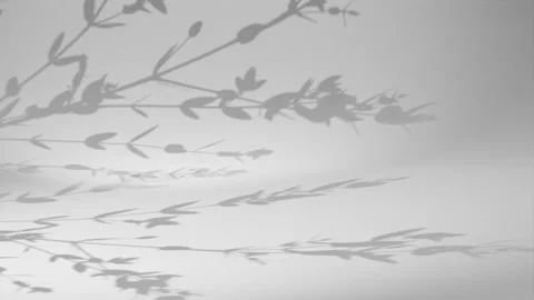 Natural leaf shadow overlay movement on a white wall for creative aesthetic.. Stock Footage 337380660