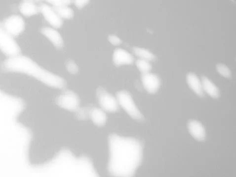 Natural leaf shadow on white wall background Stock Photos