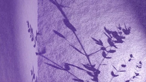 Natural leaf shadows moving on purple textured wall surface for artistic cr.. Stock Footage 337806620
