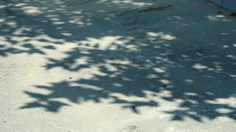 Natural leaf silhouettes dance gently on urban cement sidewalk with dappled Stock Footage 346640637