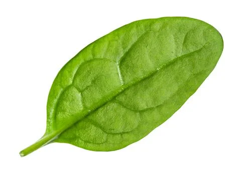 Natural leaf of Spinach leafy vegetable cut out Stock Photos