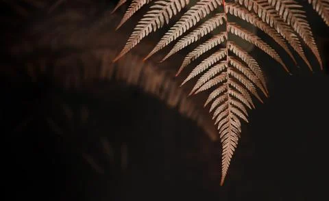Natural Leaf Texture Background. Closeup of Golden Fern Leaf Surface. Surre.. Stock Photos