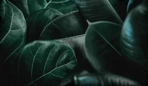 Natural Leaf Texture Background. Closeup of Green Fiddle Fig, Ficus Lyrata .. Foto stock