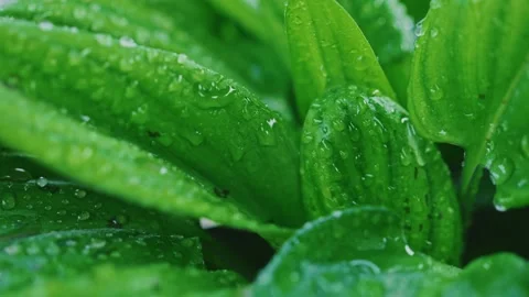Natural Leaf Texture with Rain Water Drops and Soft Bokeh Stock Footage 337266501
