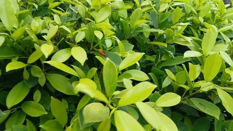 Natural Leaf Wallpaper Stock Photos