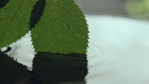 Natural leaves dip and make circles on clean water Stock Footage 231722746