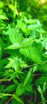 Natural leaves Stock Photos