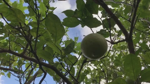 A natural lemon hanging from a tree Stock Footage 134903480