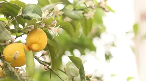 Natural lemon tree Vídeo Stock 55841761