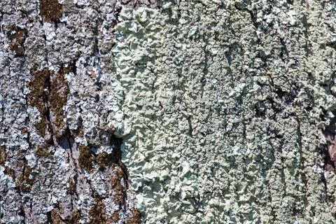 Natural lichen texture on rough tree bark Stockfoto's