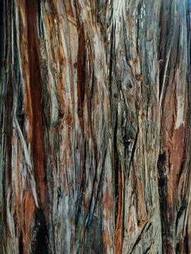 Natural light bark of old tree. Stock Photos