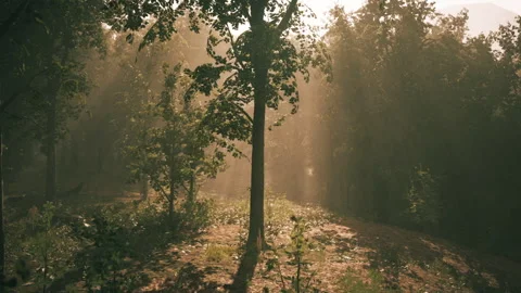 Natural light breaking through trees in a serene forest setting Stock Footage 331419913