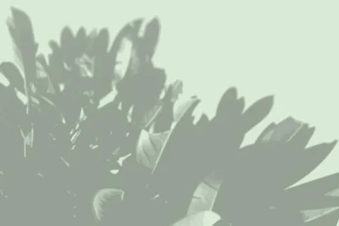 Natural light casts a shadow from the leaves of the tree on the green wall Stock Illustration