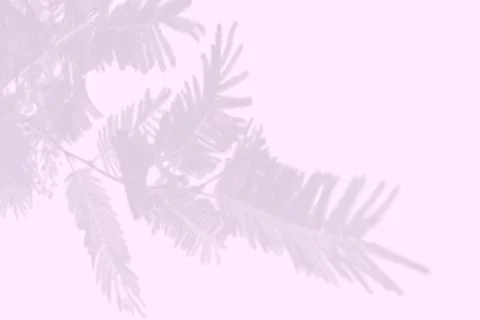 Natural light casts a shadow from the leaves of the tree on the pink wall Illustrazione stock